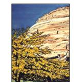 62 - golden tree at glen canyon dam, arizona